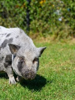 Bubulle le micro-cochon domestique
