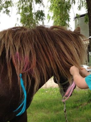 poney_1170x585